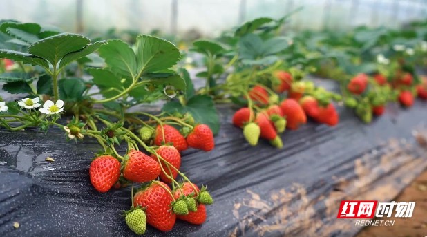 欧美国品一二三类产品海报