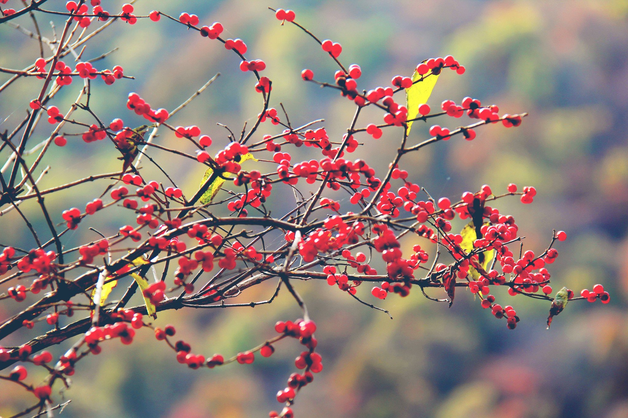 五等分的欣娘里番海报