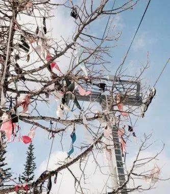 www mitaotv +cn海报